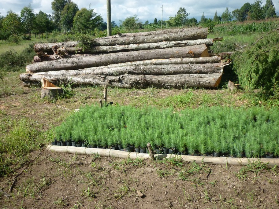 Sazeničky pro novou výsadbu stromů